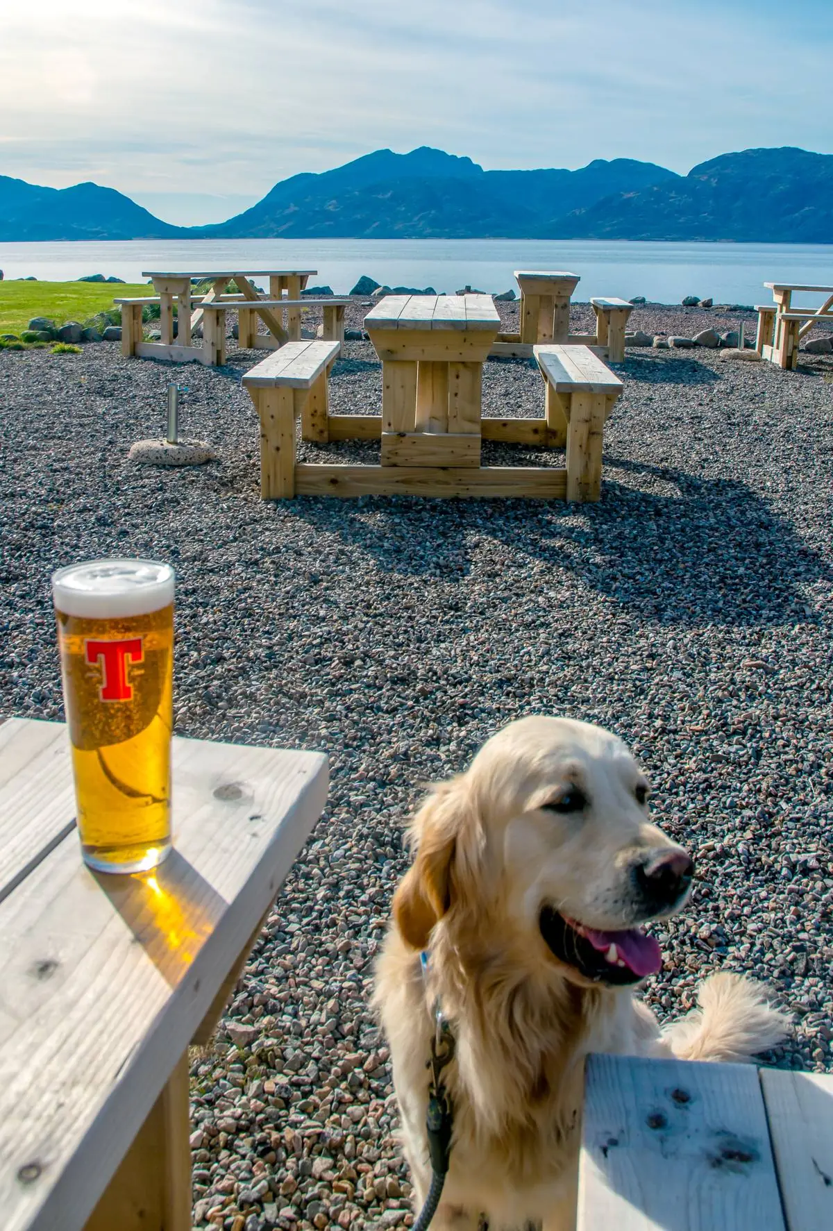 Fergus the golden retriever beside a pint in the dog-friendly beer garden at Kentallen, Loch Linnhe and the hills behind
