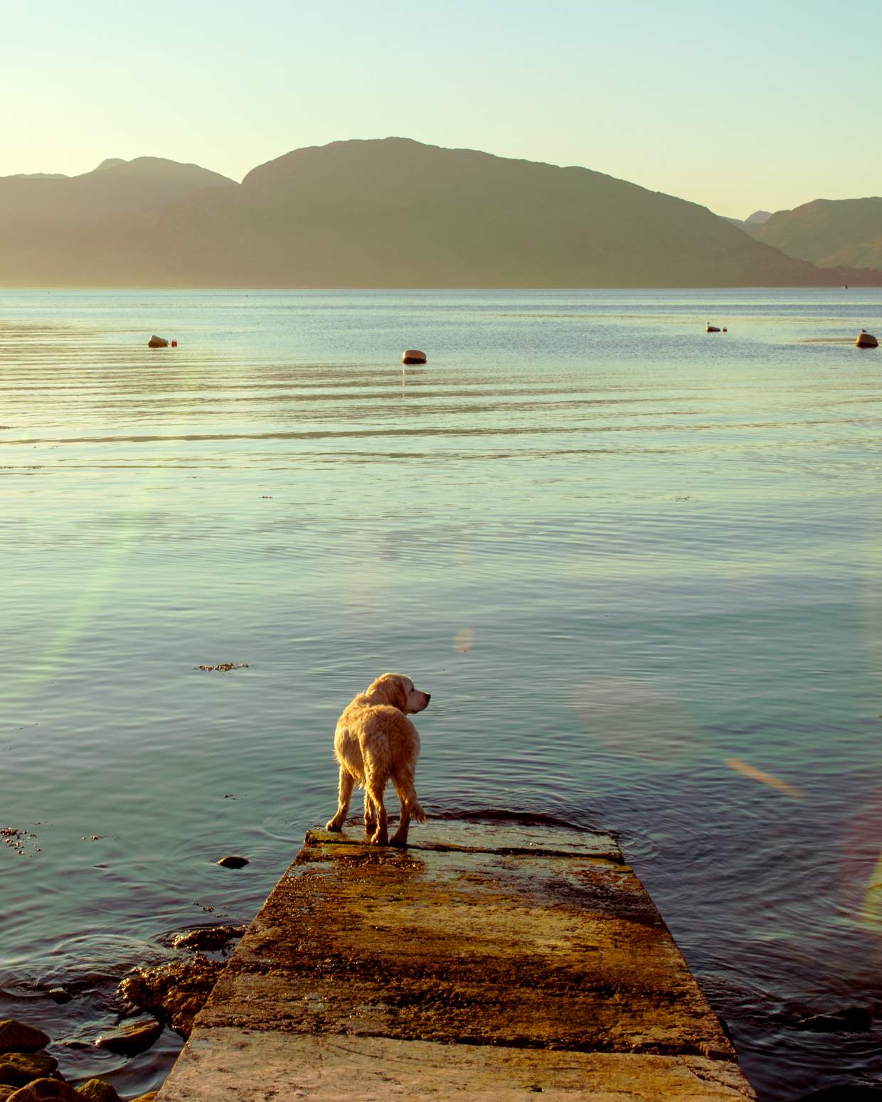 A golden retriever on the old pier at Kentallen looking out over Loch Linnhe at golden hour