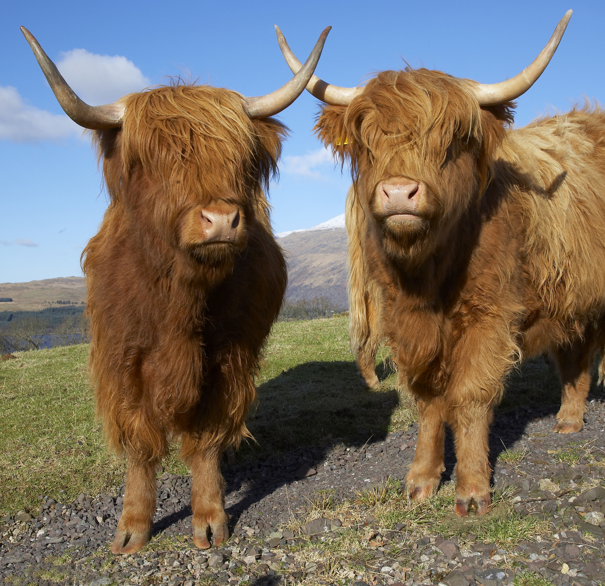 Ben and Nevis, the resident Highland cows at the Ben Nevis Distillery